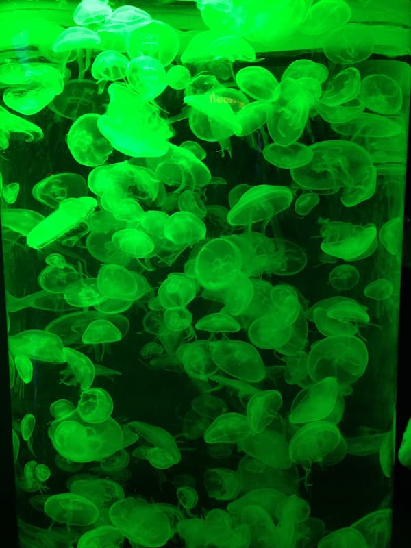 The green jellyfish
