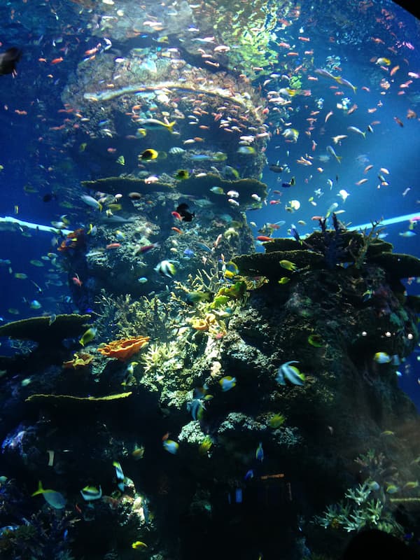 Many spacies of fishes in the huge fish tank