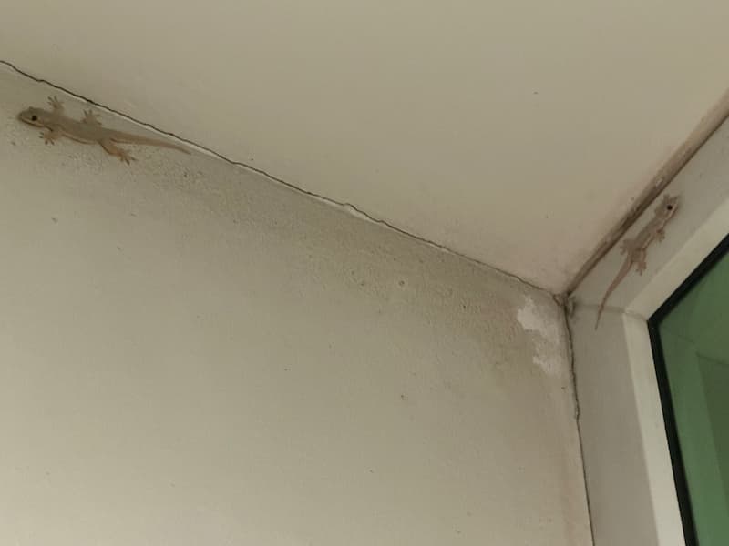 Lizards