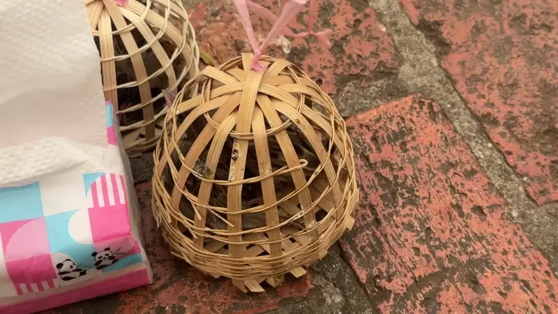 나무 새장 안에 갇혀있는 새