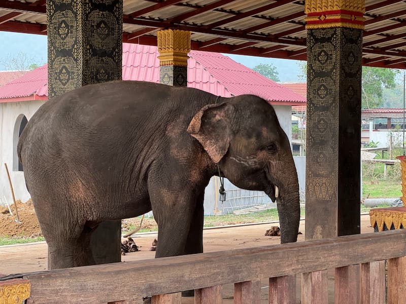 Elephant in Luang Prabang