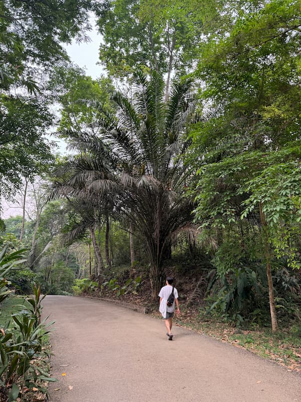 On the way going down from Kuang Si waterfall