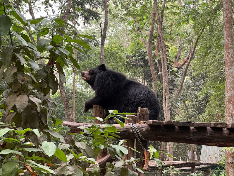 The bear in Kuang Si waterfall bear rescue center