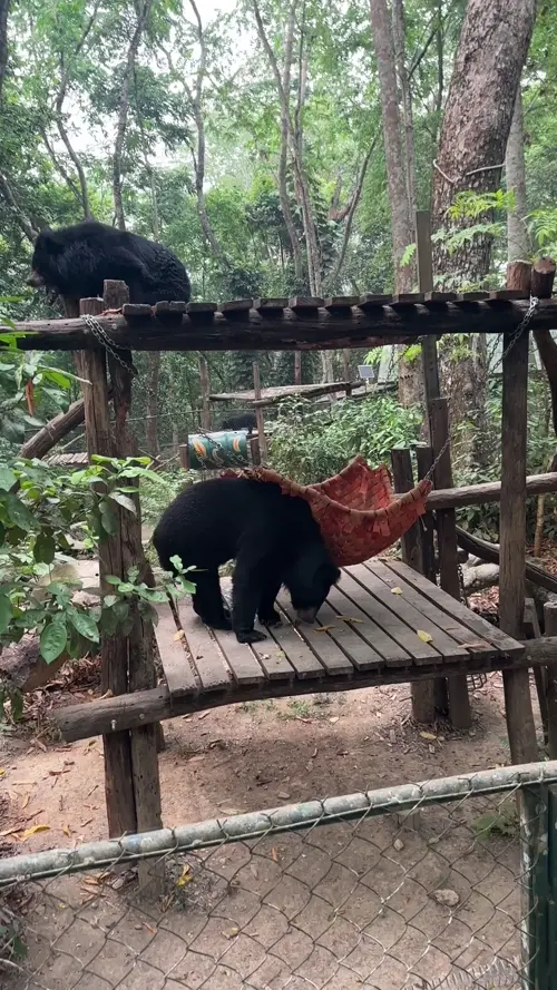 꽝시 폭포 곰 구조 센터의 곰