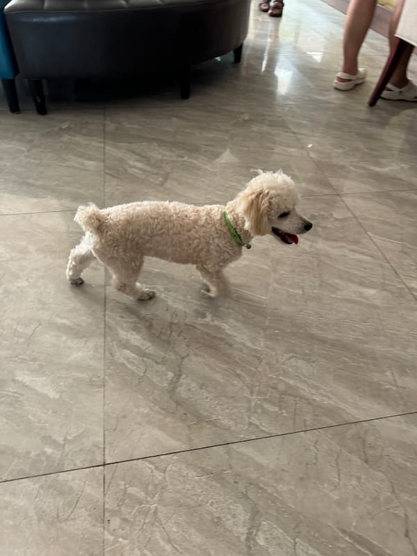 The dog welcoming us