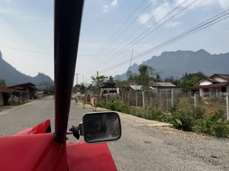 버기카로 블루 라군 3에 가는 길에 마주친 소 떼