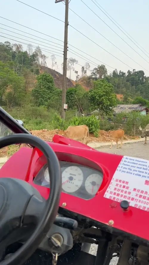 가는 길을 가로막은 소 떼들