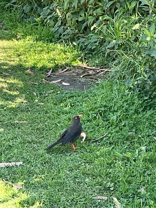 Common blackbird