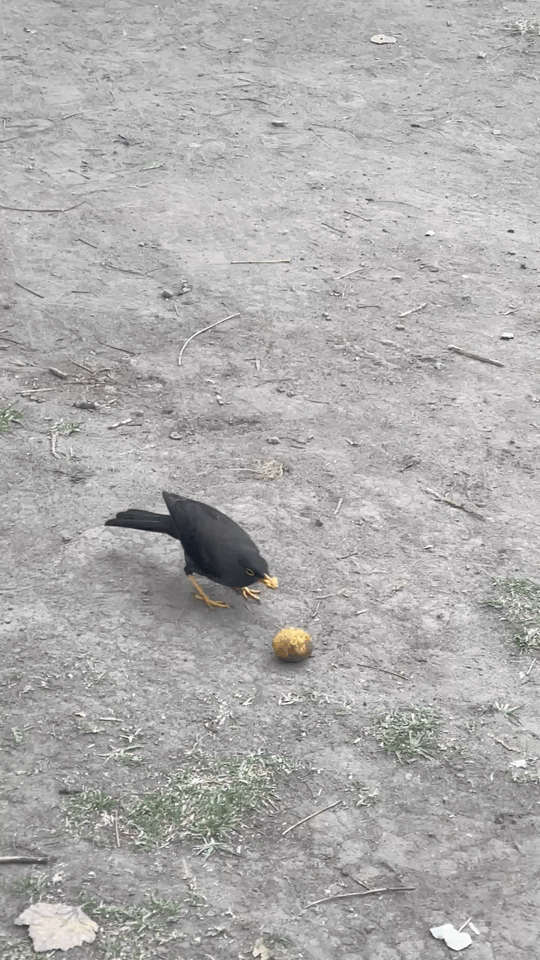 Common blackbird eating some fruit