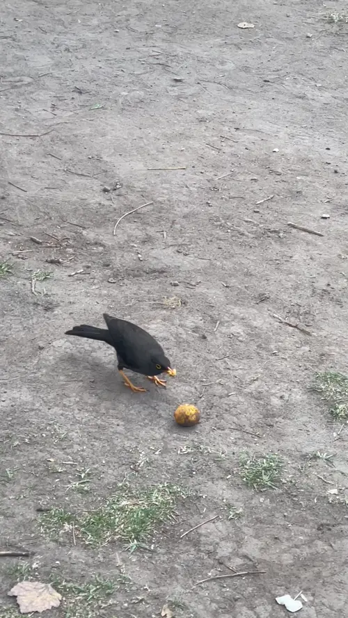 과일을 쪼아먹는 검은지빠귀