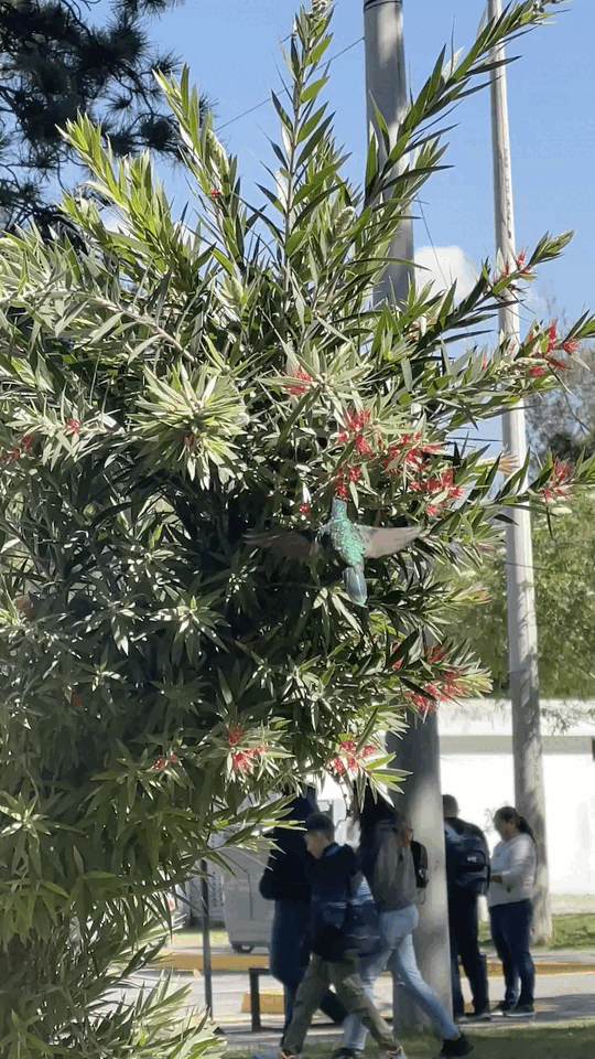 Hummingbird