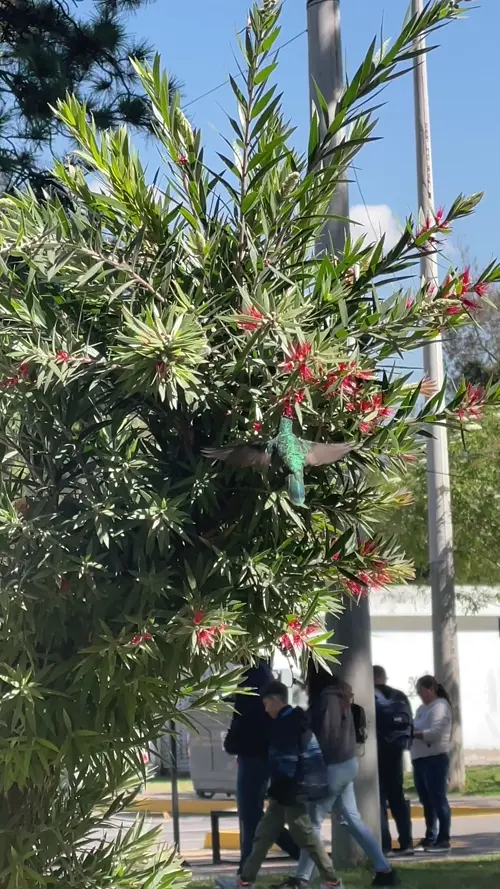 카롤리나 공원의 벌새