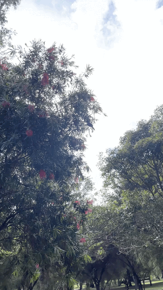 Hummingbird