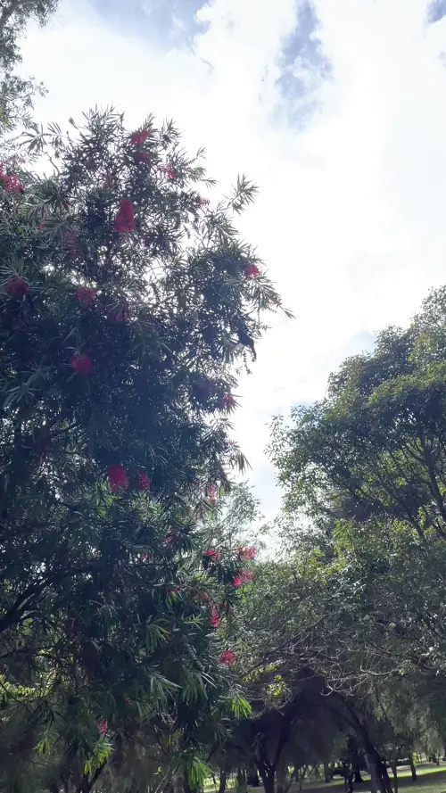 카롤리나 공원의 벌새