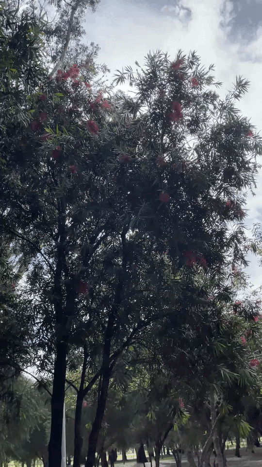 Hummingbird