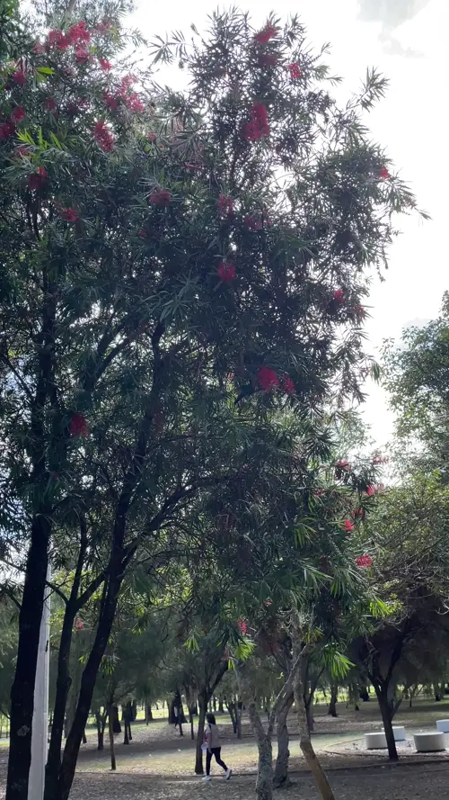 카롤리나 공원의 벌새