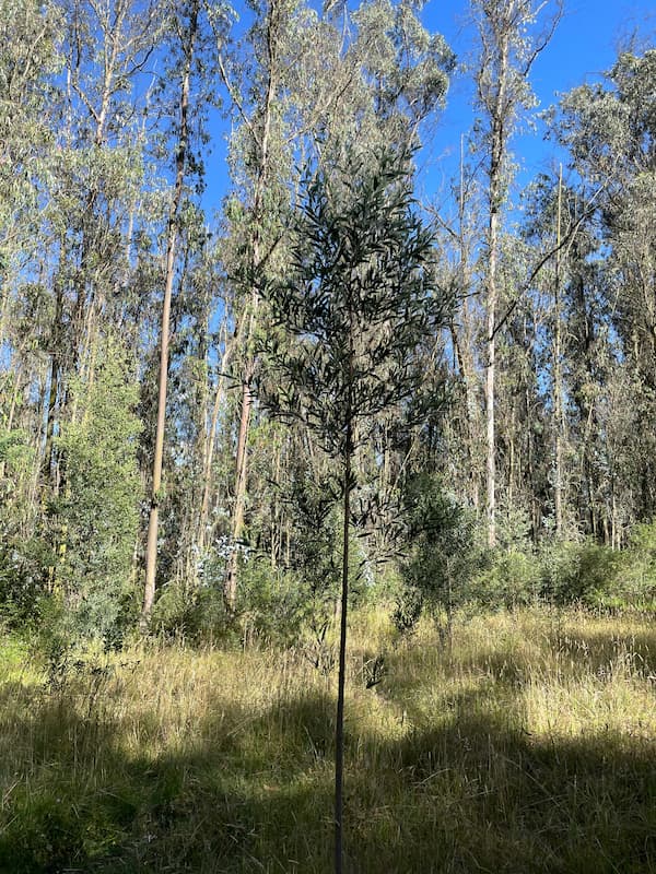 Metropolitan park