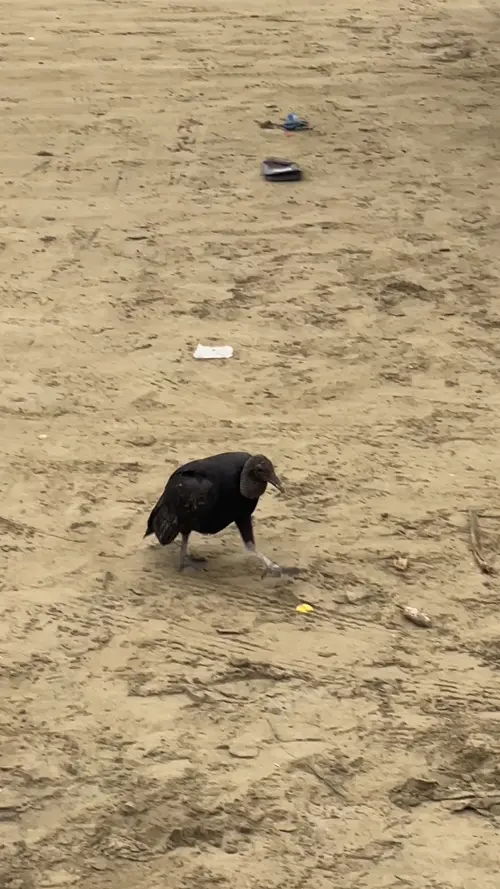 떨어진 물고기를 주워 먹는 군함조