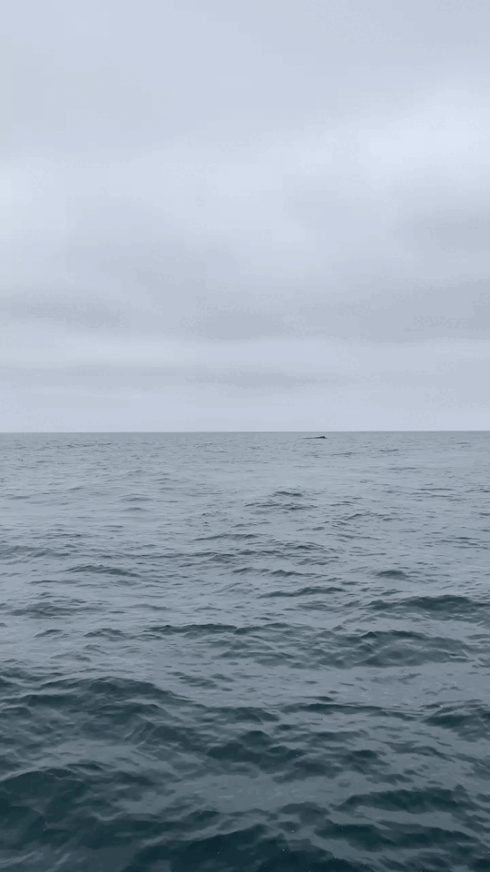 Humpback whale