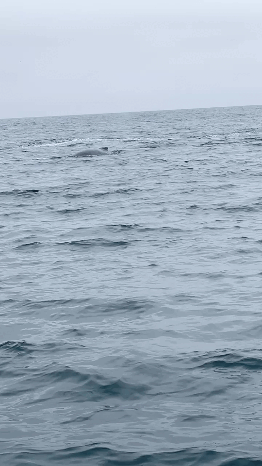 Humpback whale