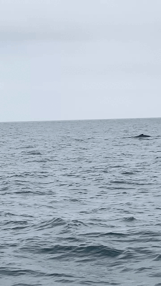 Humpback whale