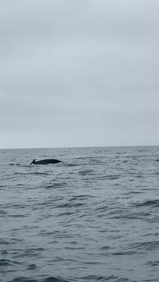 Humpback whale