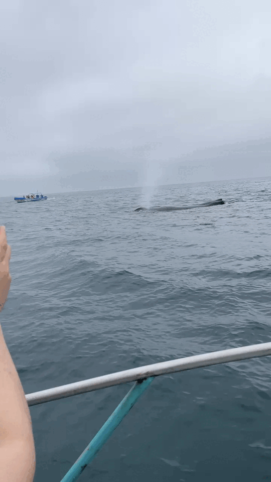Humpback whale