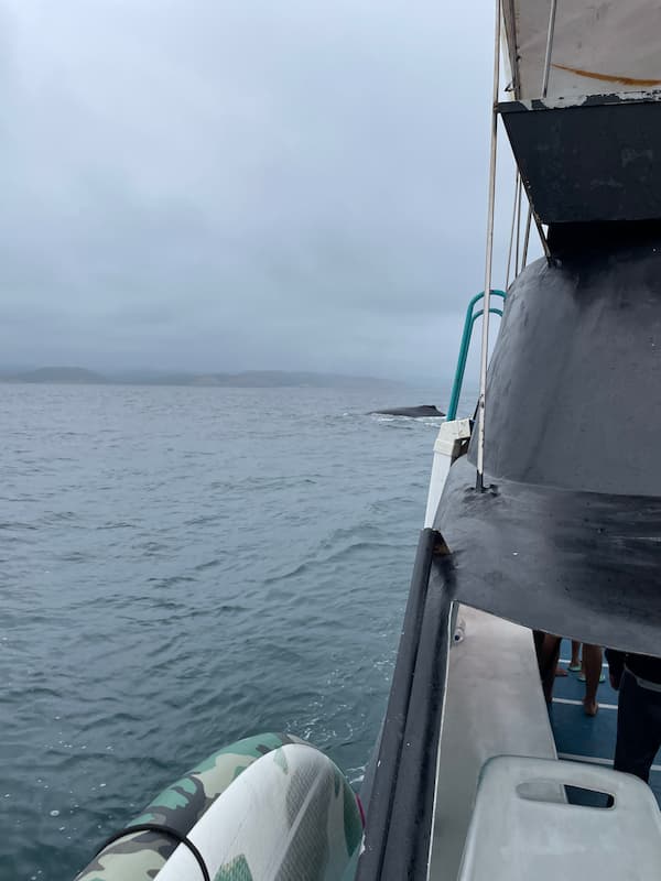 Humpback whale
