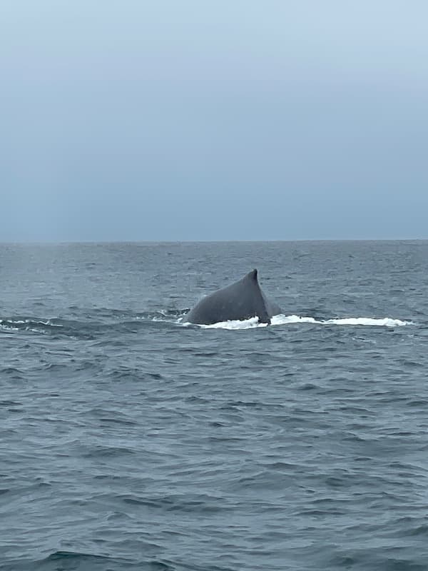 Humpback whale