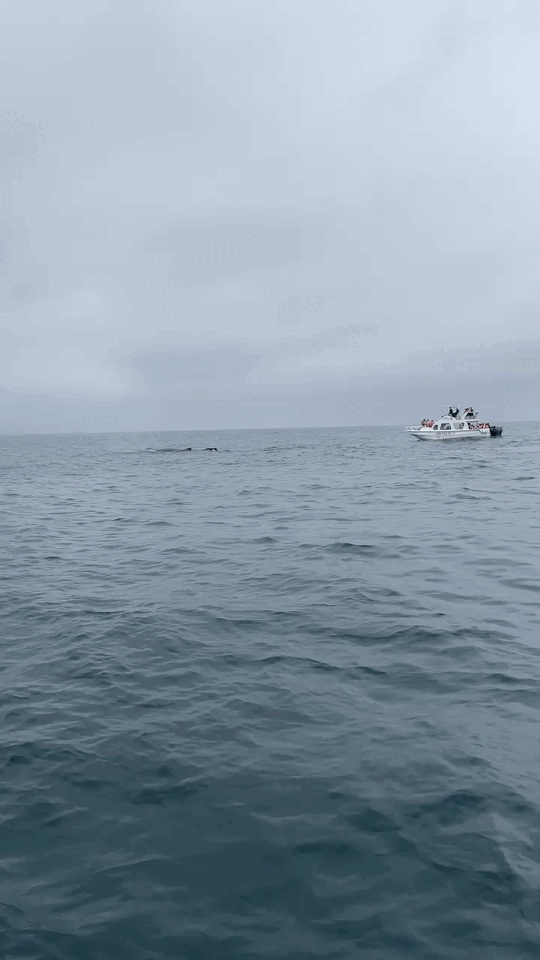 Humpback whale