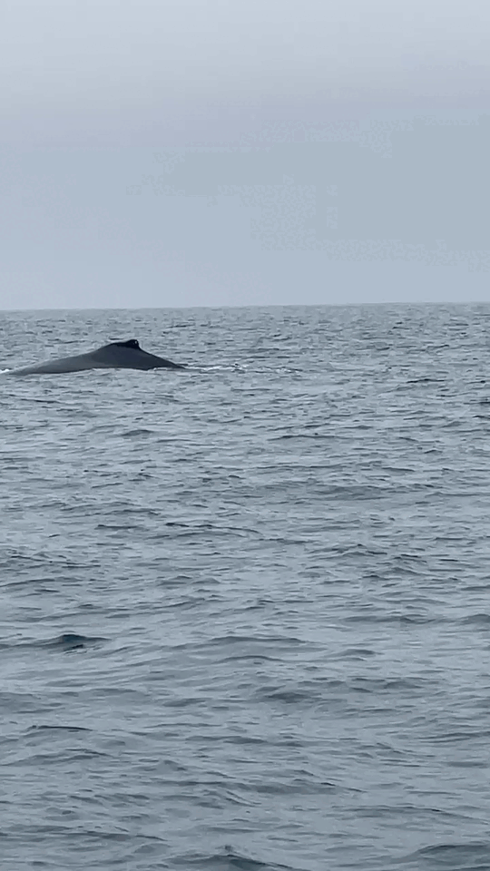 Humpback whale