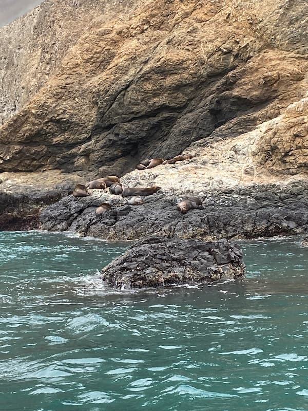 Sea lion habitat