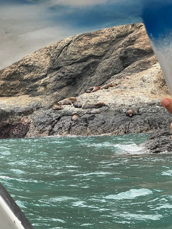 Sea lion habitat