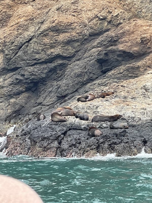 Sea lion habitat