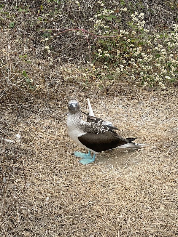 Blue-footed booby