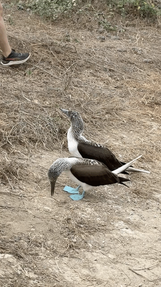 Blue-footed booby