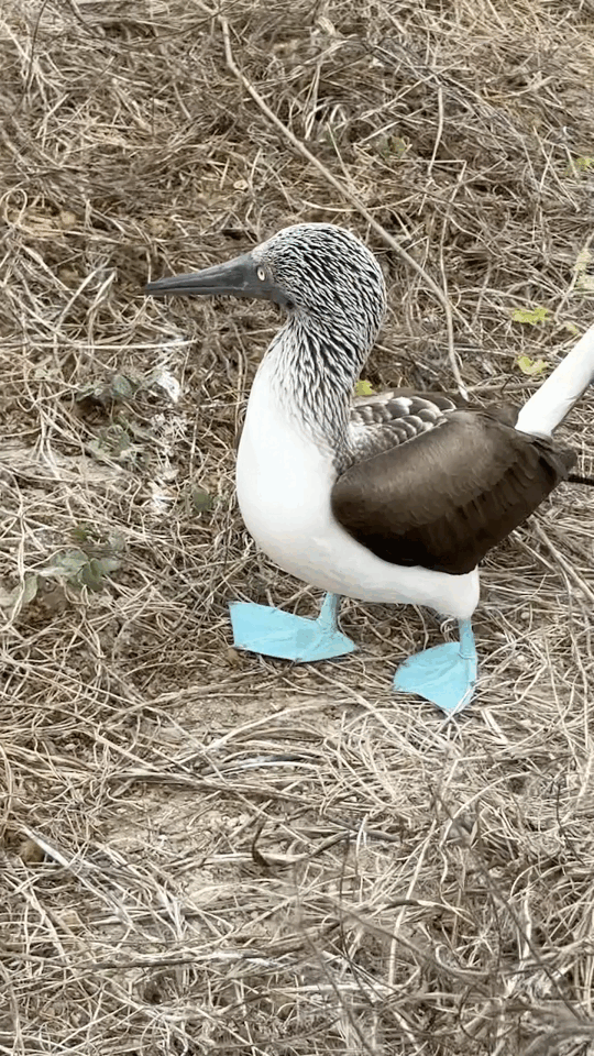 Blue-footed booby