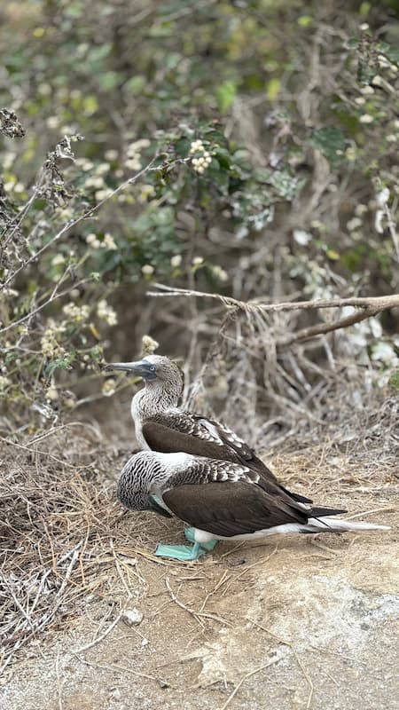 Blue-footed booby