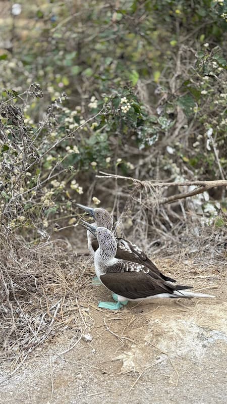 Blue-footed booby