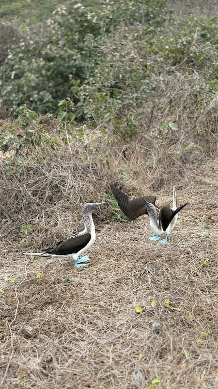 Blue-footed booby