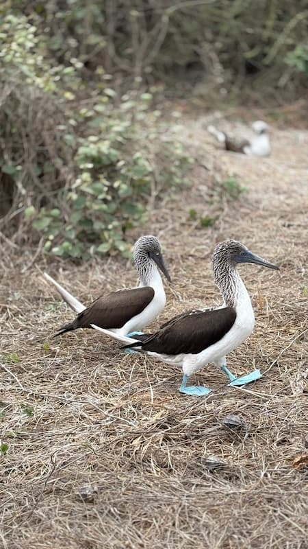 Blue-footed booby