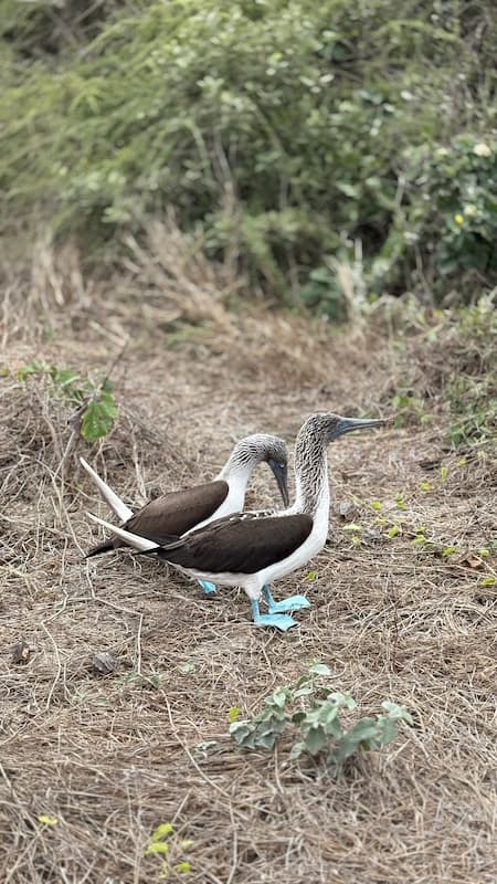 Blue-footed booby