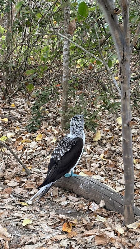 Blue-footed booby