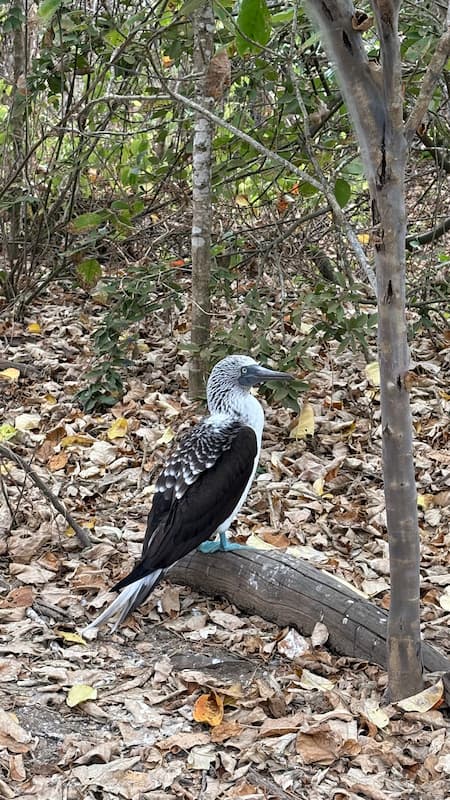 Blue-footed booby
