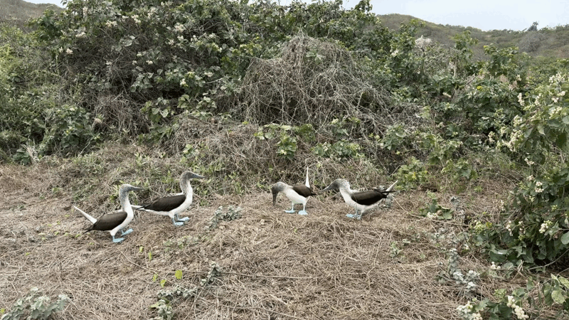 Blue-footed booby