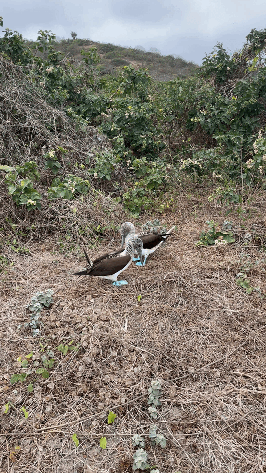 Blue-footed booby
