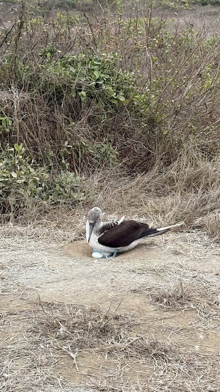 Blue-footed booby with eggs