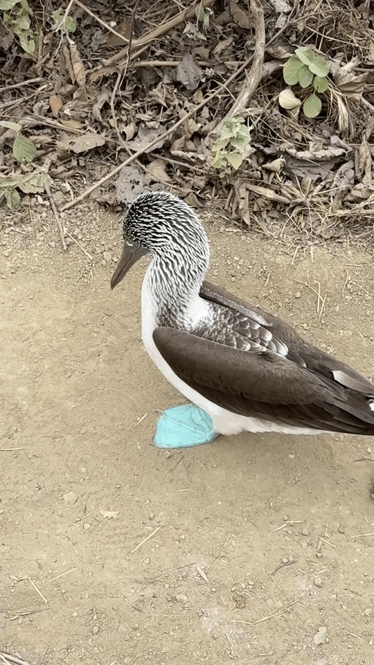 Blue-footed booby