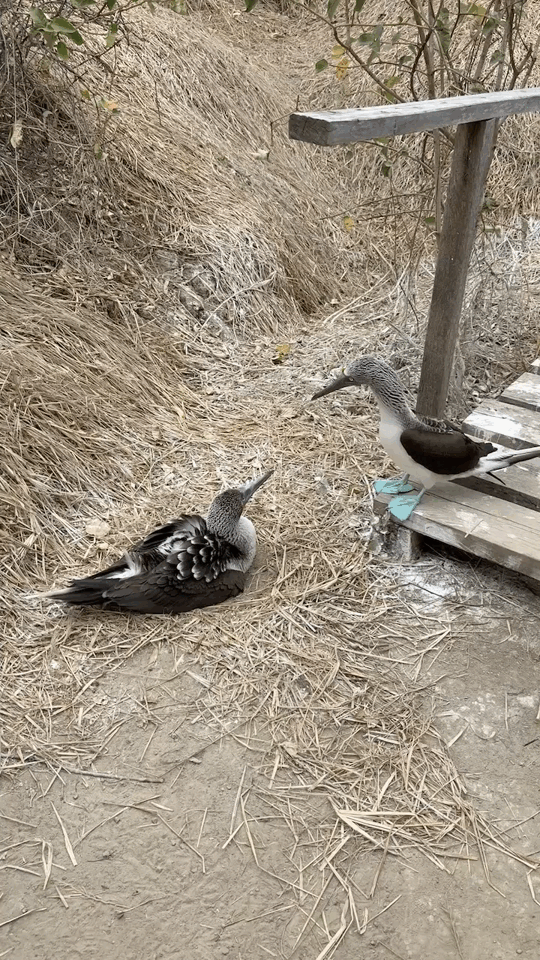 Blue-footed booby