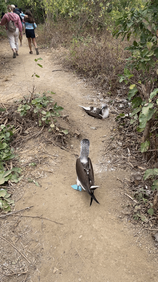 Blue-footed booby